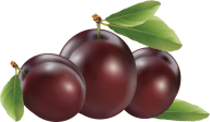 Plum PNG Free Download 4