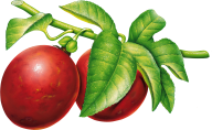 Plum PNG Free Download 9
