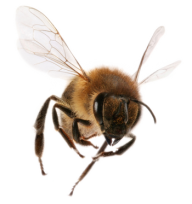 png bee download