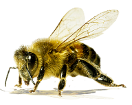 png bee free download
