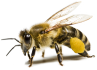 png bee
