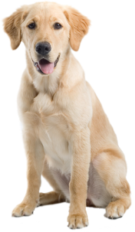 Png Dog Free Download
