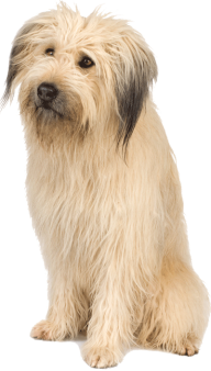 Png Dog