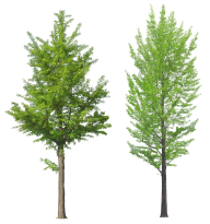 Png Tree Free