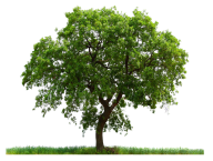 PNG Tree In Grass