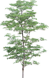 Png Tree