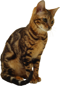 Poor Cat Png