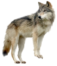 pride wolf free png download