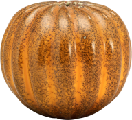 Pumpkin PNG Free Download 13