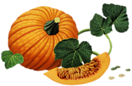 Pumpkin PNG Free Download 25
