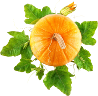 Pumpkin PNG Free Download 43
