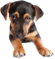 Puppy Dog Face Png
