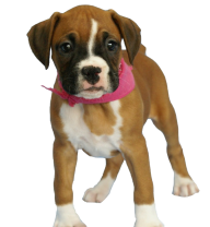 Puppy Dog Looking At You Png