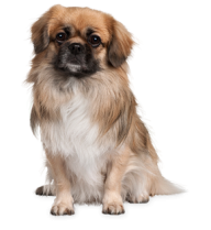 Puppy Dog Png