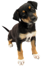 Puppy Dog