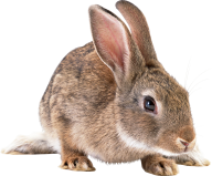 Rabbit PNG Free Download 1