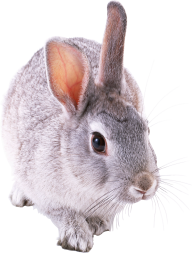 Rabbit PNG Free Download 10