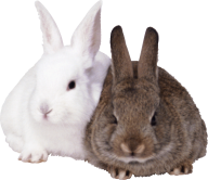 Rabbit PNG Free Download 12