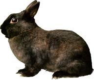 Rabbit PNG Free Download 14