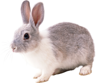 Rabbit PNG Free Download 16