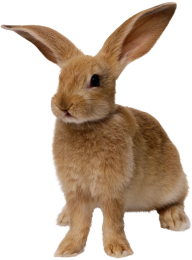 Rabbit PNG Free Download 17