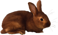 Rabbit PNG Free Download 18