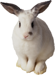 Rabbit PNG Free Download 19