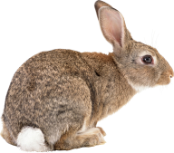 Rabbit PNG Free Download 2