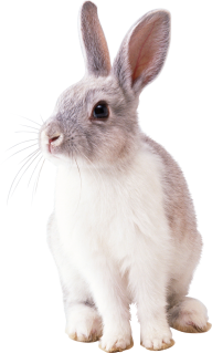 Rabbit PNG Free Download 22