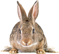 Rabbit PNG Free Download 23