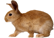 Rabbit PNG Free Download 24