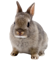 Rabbit PNG Free Download 26