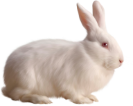 Rabbit PNG Free Download 27