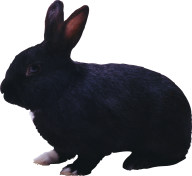 Rabbit PNG Free Download 28