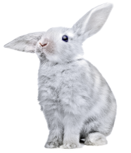 Rabbit PNG Free Download 29