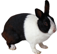 Rabbit PNG Free Download 3
