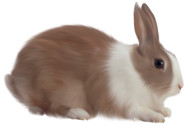 Rabbit PNG Free Download 32