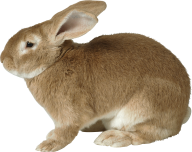 Rabbit PNG Free Download 5
