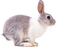Rabbit PNG Free Download 6