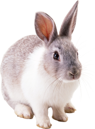 Rabbit PNG Free Download 7