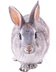 Rabbit PNG Free Download 8