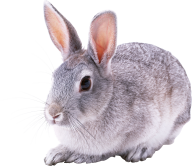 Rabbit PNG Free Download 9