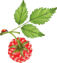 Raspberry PNG Free Download 11