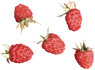 Raspberry PNG Free Download 21