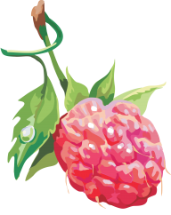 Raspberry PNG Free Download 22