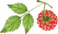 Raspberry PNG Free Download 30