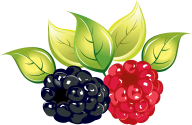 Raspberry PNG Free Download 33