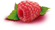 Raspberry PNG Free Download 37