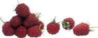 Raspberry PNG Free Download 6