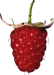 Raspberry PNG Free Download 7